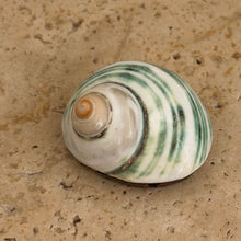 Laden Sie das Bild in den Galerie-Viewer, Arielle necklace